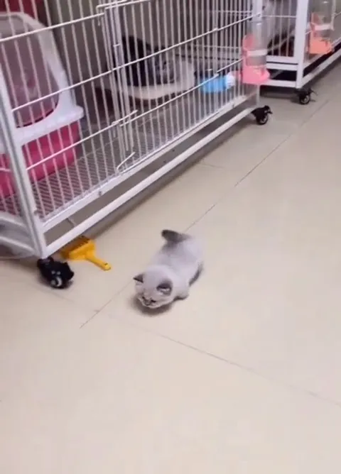 Максимально маленькие котята