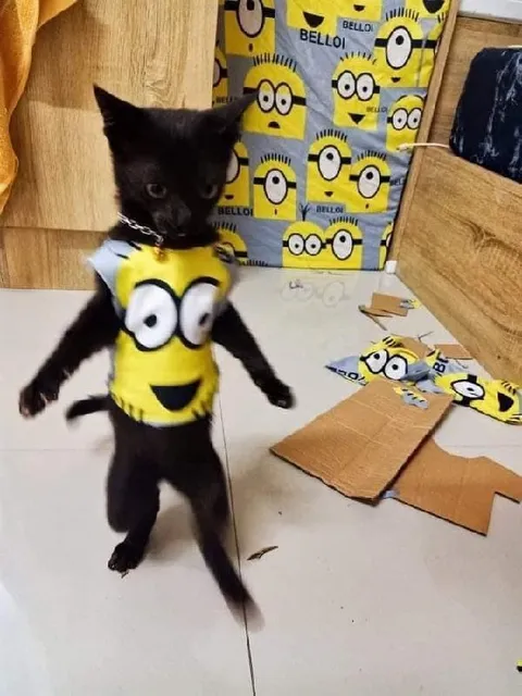 Cat Wearing a Minion Costume
