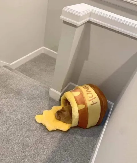 Hungry Pet in a Hamburger