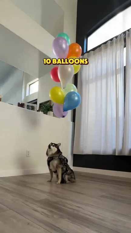 Husky Floats Away on Balloons