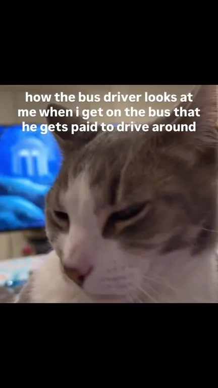 Bus Driver Cat Stare