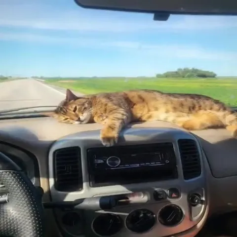 Коты захватили приборную панель