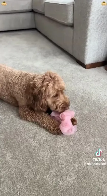 Dogs Stealing Everything