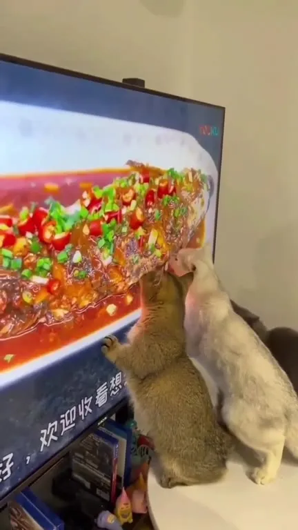 猫咪围观电视美食