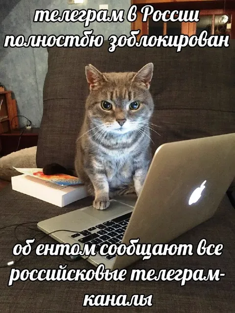 Кот читает новости о Telegram