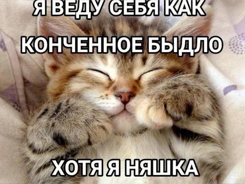 Котёнок ведёт себя как быдло