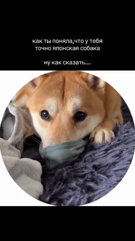 Японская собака без слов