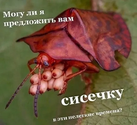 Сисечка в нелегкие времена