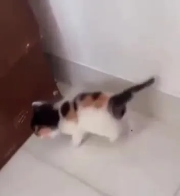Котёнок устроил взрыв