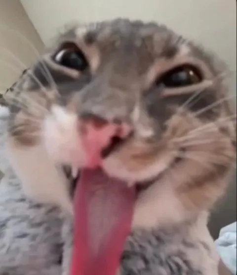 Кот с высунутым языком