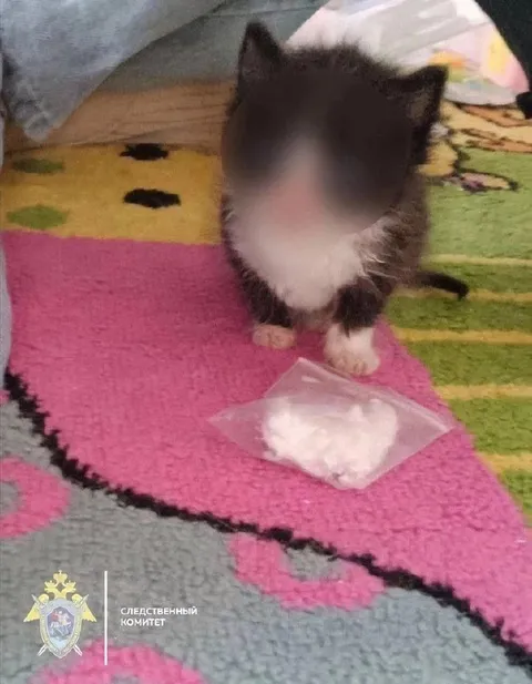 Котёнок с подозрительным порошком
