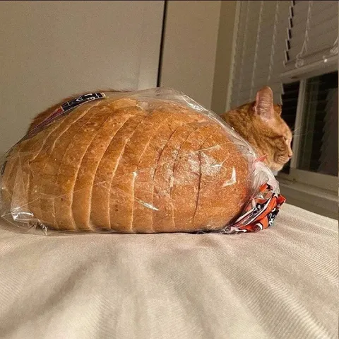 Кот в буханке хлеба