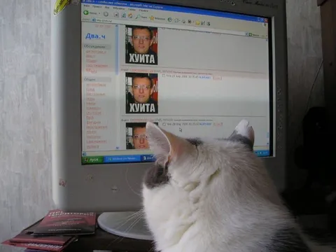 Кот читает хуиту