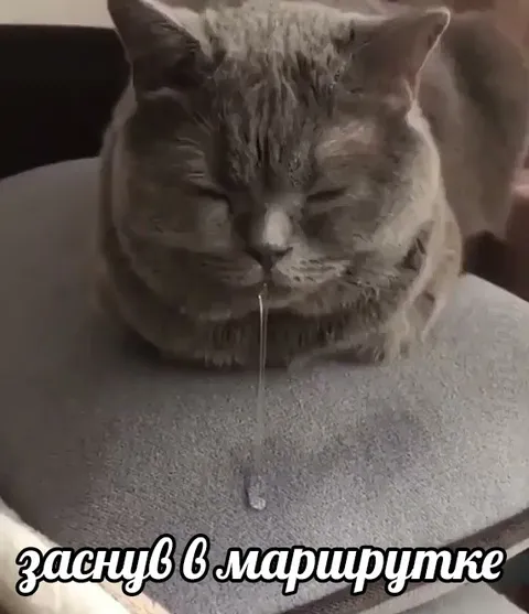 Заснул в маршрутке