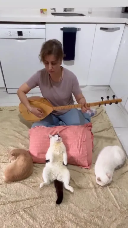 Кошачий концерт на ковре