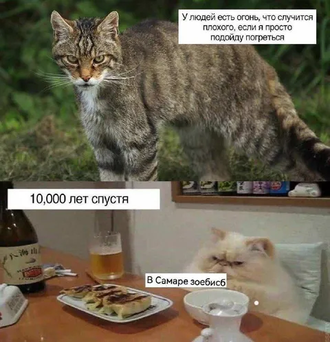 Кот пришёл погреться через 10000 лет
