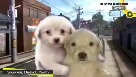 Two Dogs Walking Together