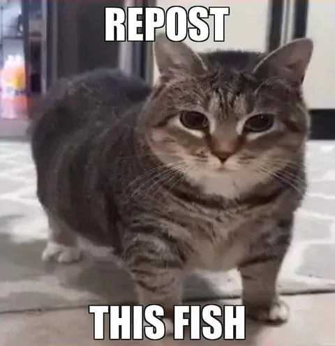 Repost This Fish Cat