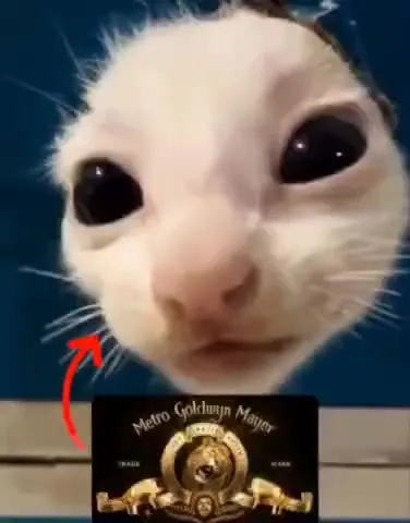 Cat Lion Logo Transformation