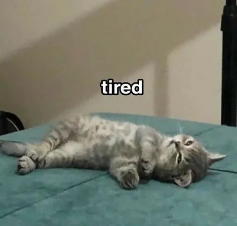 Tired Cat Lying Down