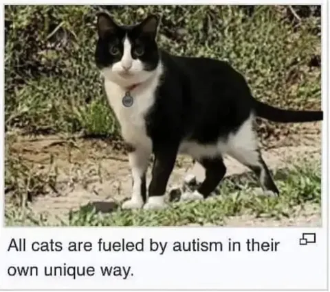 Cats Fueled by Autism