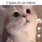 2 Types of Cat Videos