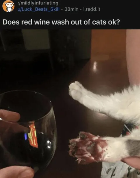 Red Wine on Cat Paws