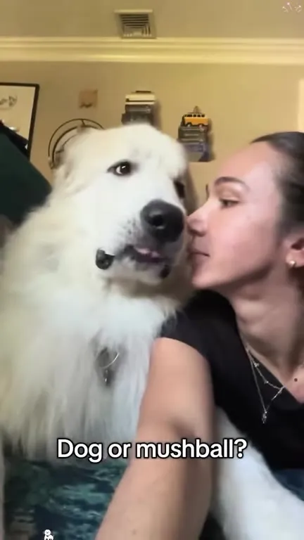 Big Dogs Are Big Babies