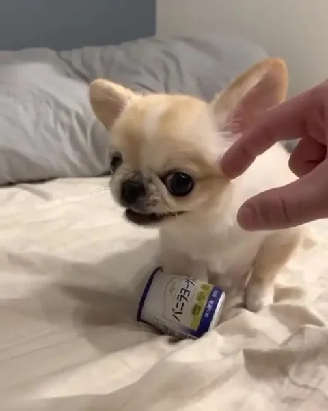 Чихуахуа охраняет баночку