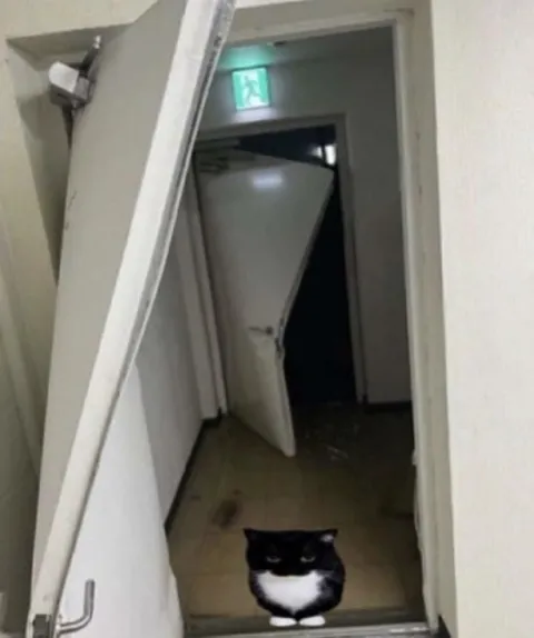 Кот охраняет выход