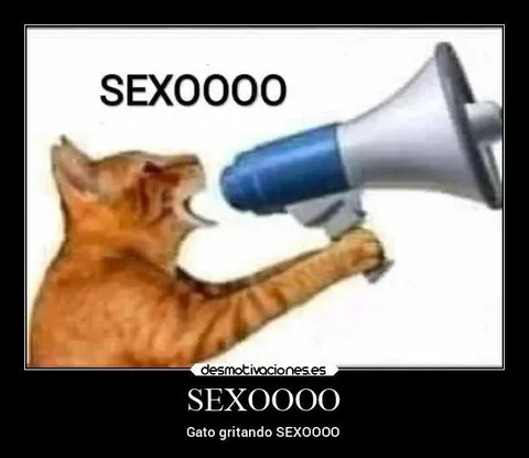 Gato gritando SEXOOOOO