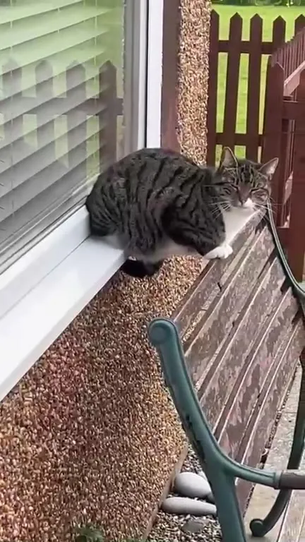 Кот на краю скамейки