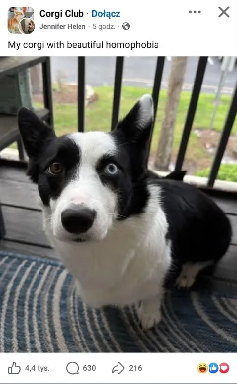 Corgi With Beautiful Homophobia