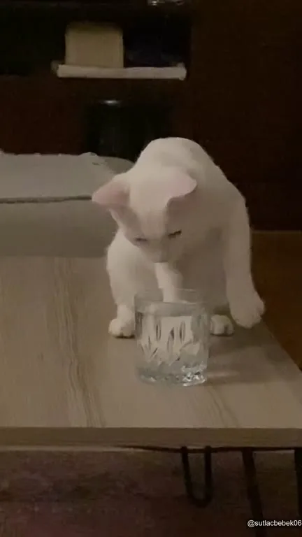 Белый кот пьёт из стакана