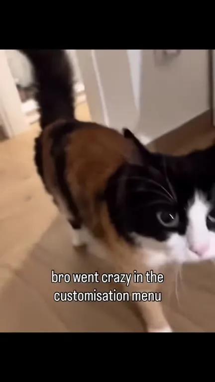 Cat Went Crazy in Customisation