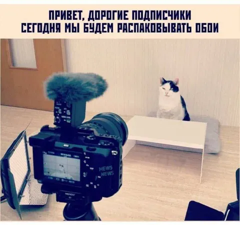 Кот на распаковке обуви