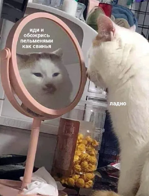 Кот обожрался пельменями