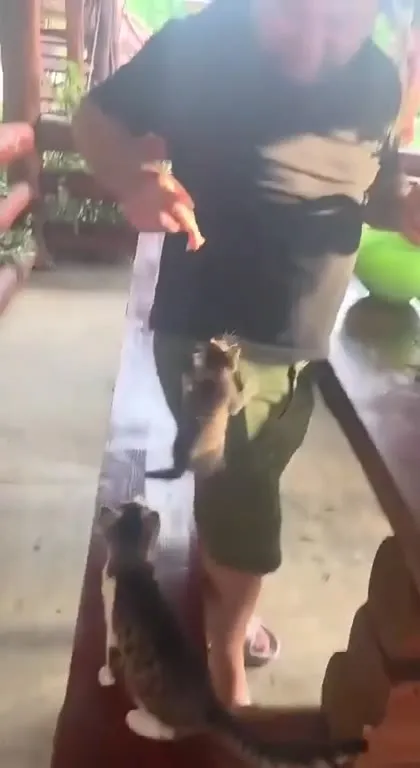 Котята штурмуют хозяйку