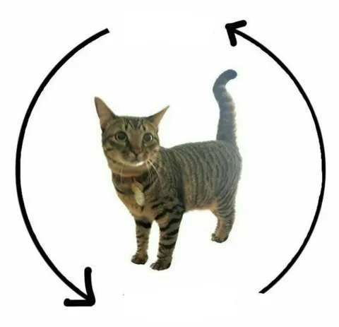 Кот ходит по кругу