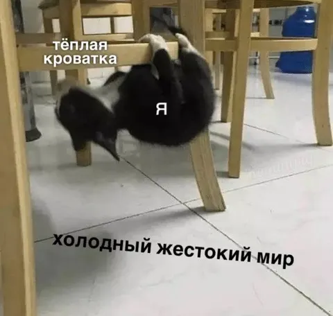 Кот в тёплой кроватке