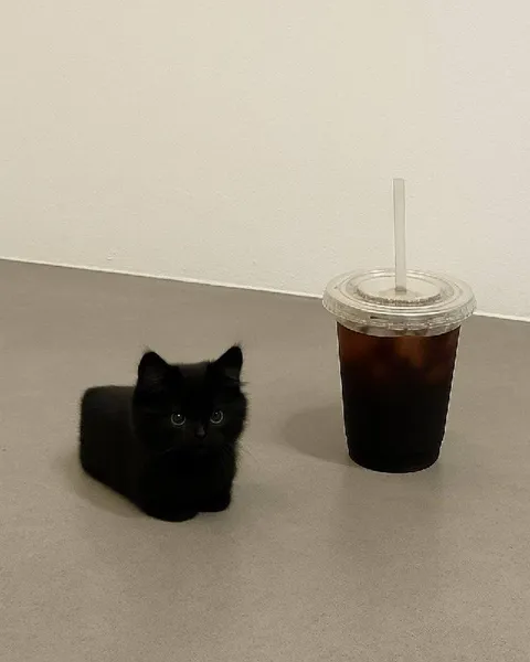 Чёрный кот и холодный кофе
