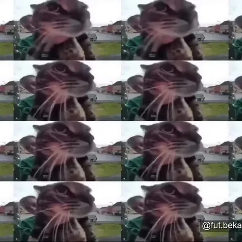 Кот, уходящий в помехи