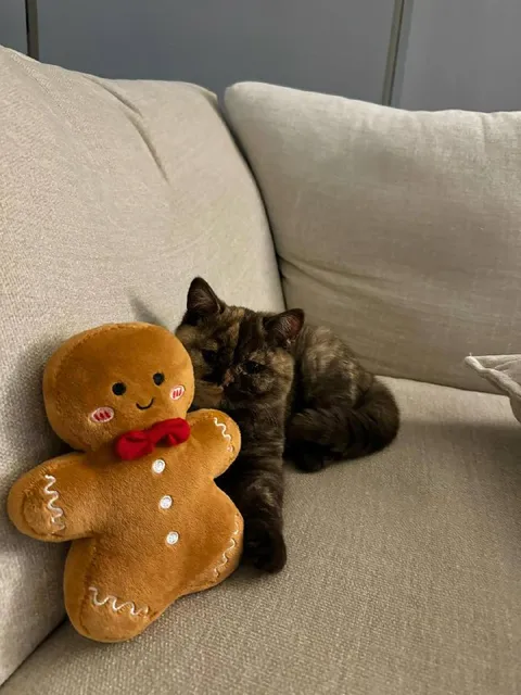 Кошечка и пряничный человечек