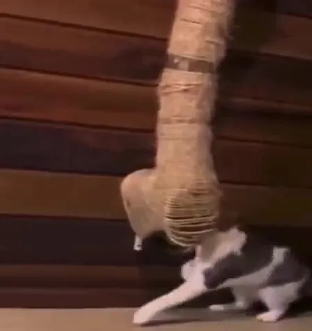 Кот танцует у когтеточки