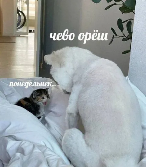 Чево орёш в понедельник