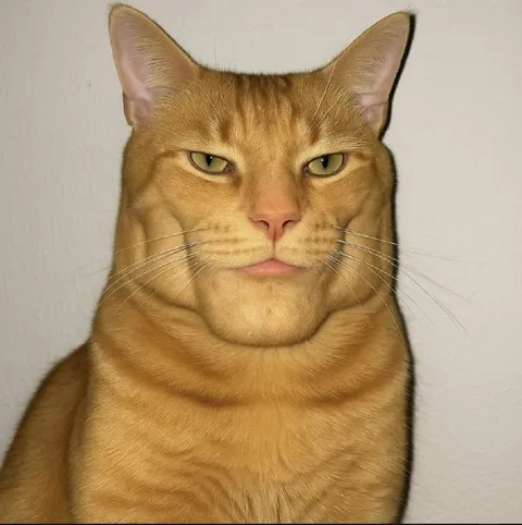 Серьёзный рыжий кот