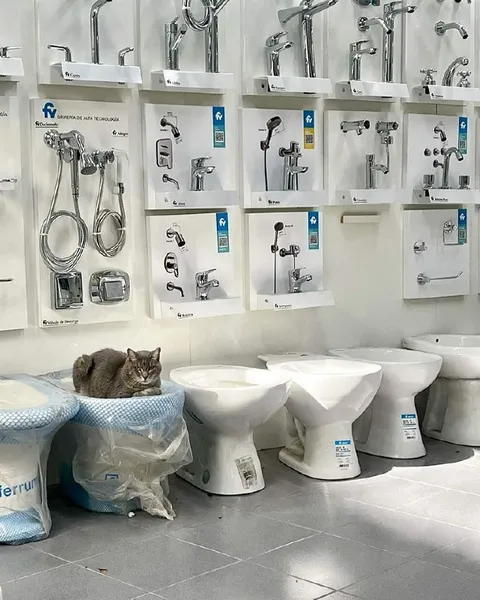 Gato en la tienda de baños