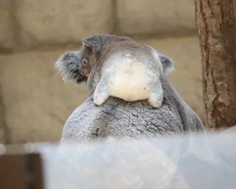 Коала отвернулся от всех