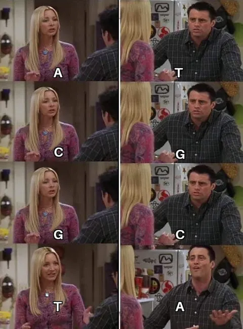 Joey and Phoebe DNA Base Pairs