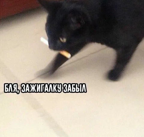 Кот забыл зажигалку